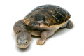 Chelodina rugosa juvenil